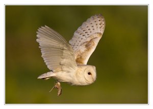 Barn owl with prey