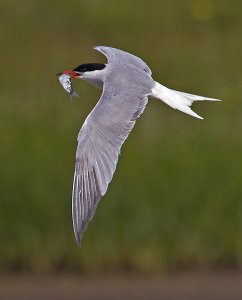 Common Tern carrying fish