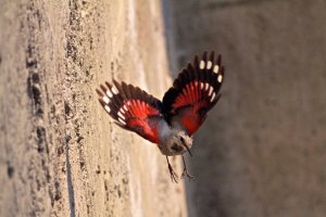 Wallcreeper butterfly drop