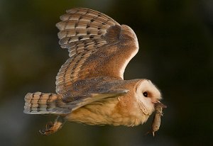 Barn owl with prey