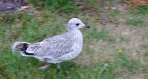Walking with a Larus Canus, immature.