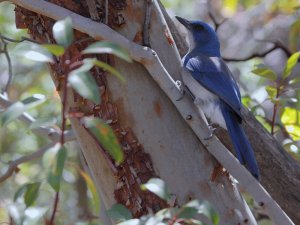 Mexican Jay, Texas