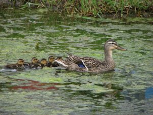 Momma and the kids