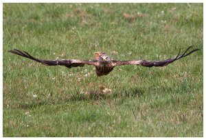 Red Kite