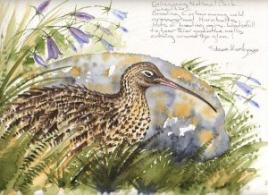 Curlew study.
