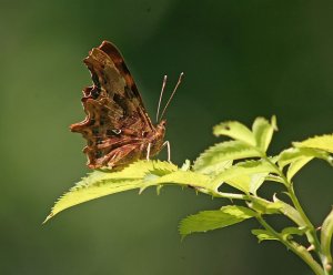 Butterfly Study - Comma