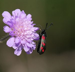 Moth Study - Six-spot Burnet