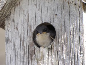 Tree Swallow