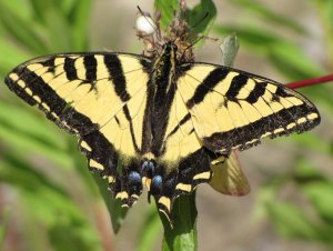 swallowtail butterfly