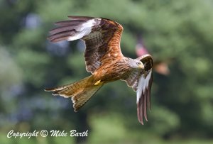 Red Kite