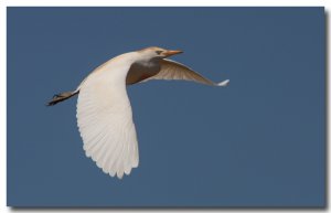 Cattle egret