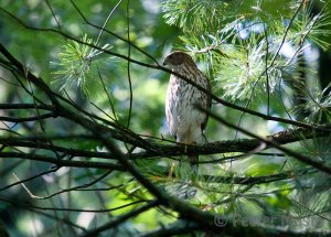 American Goshawk  - Ontario, Canada