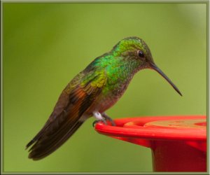 Rare United States Hummingbird