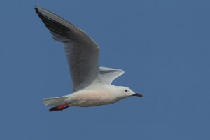 Slender Bill Gull