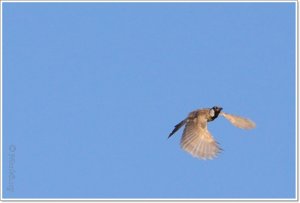 White-eared Bulbul