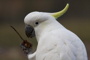 Sulphur-Crested Cockatoo