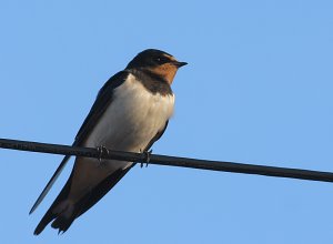 Young Swallow