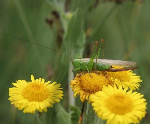 Long-winged Conehead - Female