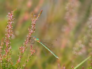 Emerald Damselfly