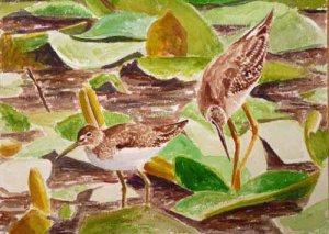 Solitary Sandpiper and Lesser Yellowlegs in Water Lilies