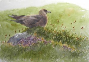 Intermediate Arctic Skua