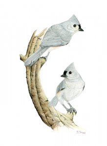 tufted titmouse pair