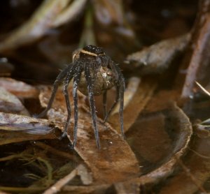 female Raft Spider