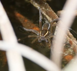 male raft spider (juv)