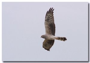 Montagu's harrier