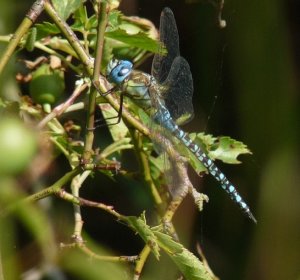 Southern Migrant Hawker