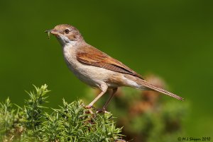 Whitethroat