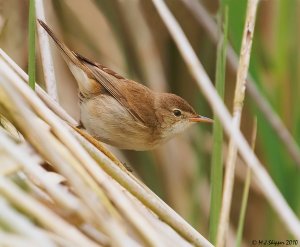 Reed Warbler