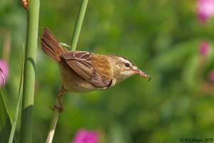 Sedge Warbler