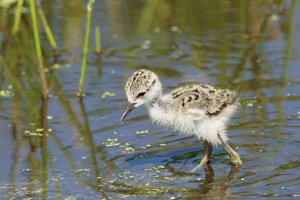 Black-Necked Stilt - young chick