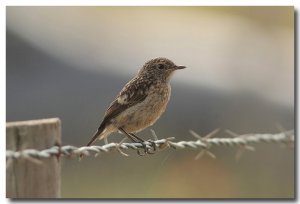 Stonechat (juv)