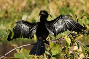 Anhinga