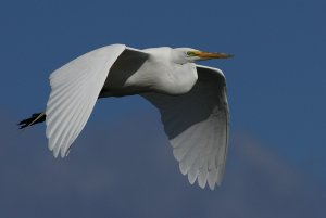 Great Egret