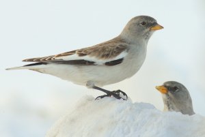 W W Snowfinch