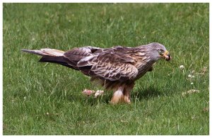 Red Kite