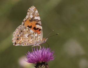 Painted Lady