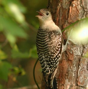 Immature Red-Bellied Woodpecker