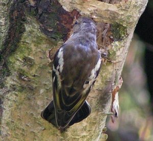 He thinks hes a woodpecker!