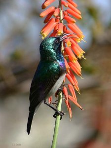 Whitebellied Sunbird