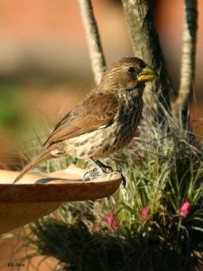 Grosbeak Weaver