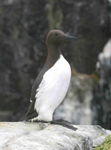 Guillemot