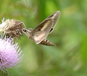 Hummingbird Imitator