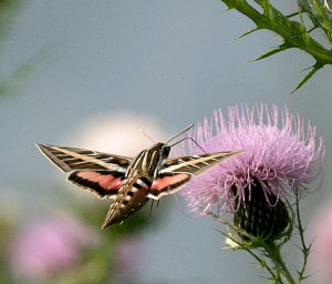 Hummingbird Imitator