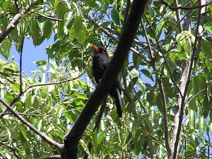 Black-fronted Nunbird