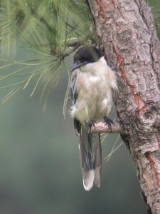Asian Azure-winged Magpie