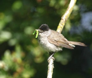 Blackcap